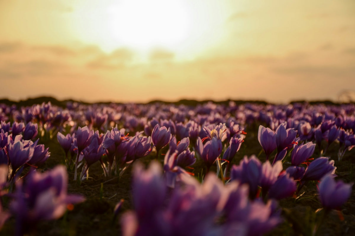 A field of purple saffron crocus flowers at sunset