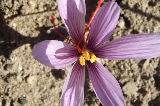 A purple saffron crocus with its three crimson saffron threads