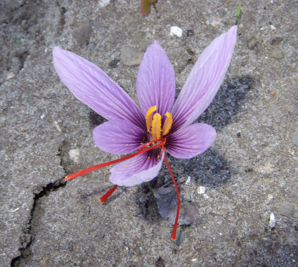 Saffron crocus petals and stigmas in the field